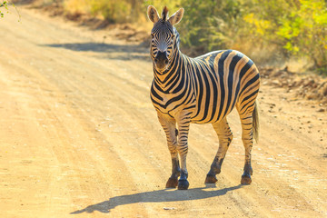 African Zebra standing on the gravel road. Game drive safari in Marakele National Park, part of the...