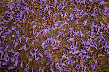 Jacaranda Trees