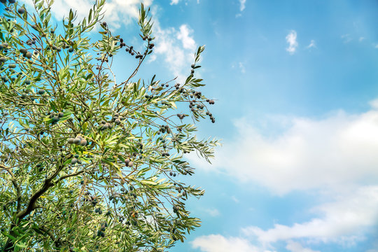 Olive tree over blue sky