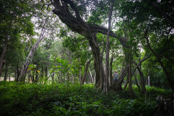Fototapeta premium forest exploration