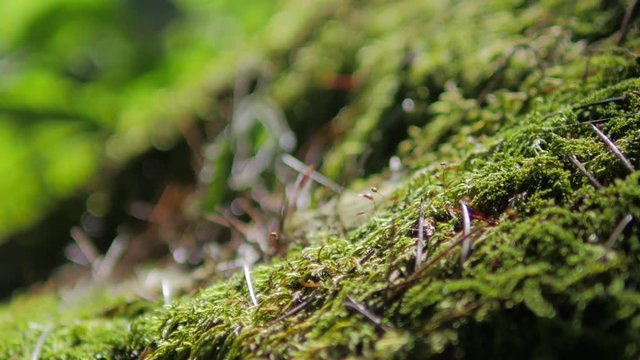 Himalayan mountain cedar forest, close-up dolly shot