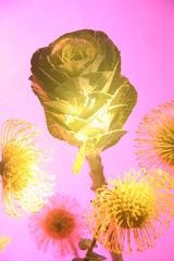 Kohl Blume