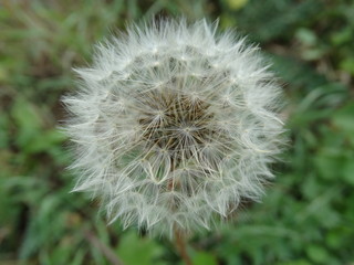 Fototapeta premium macro fiore