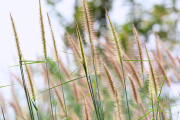 grass and sprouts with bokeh undersigns that guide ,natural concept