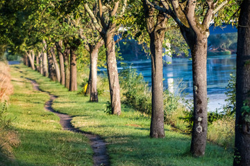 all&eacute;e platane