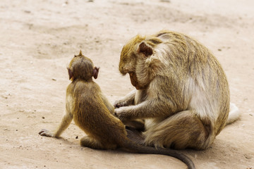 Monkey is cleaning baby.