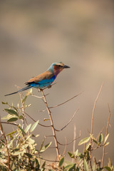 Lilac breasted Roller
