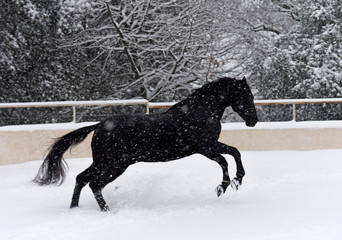 black stallion in snow