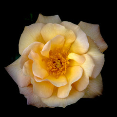 rose jaune