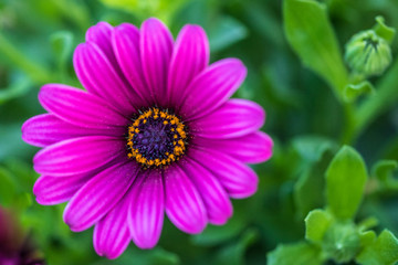 fleur5