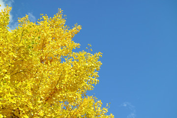 イチョウ　Ginkgo biloba