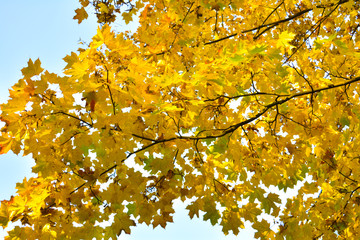 Branch of autumn maple tree leaves on sky