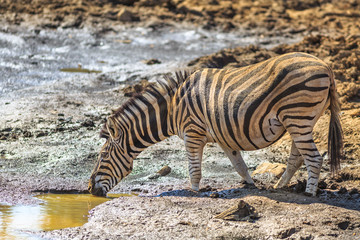 Fototapeta na wymiar Side view of African Zebra drinking the water on a pond. Game drive safari in Madikwe Game Reserve, South Africa, on the border with Botswana. Blurred background.