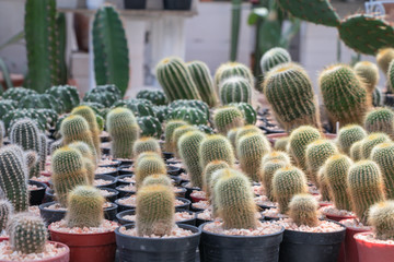 Close up Mammillaria cactus  on pot in a garden.
