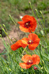coquelicot