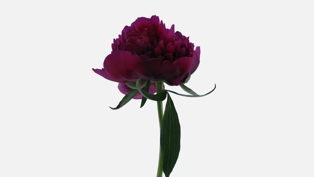 Time-lapse of opening purple peony (Paeonia) flower 2c1w in PNG+ format with ALPHA transparency channel isolated on white background
