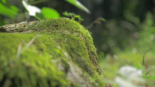 Himalayan mountain cedar forest, close-up dolly shot