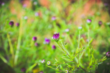 Aster flowers bloom in the garden. Selective focus.