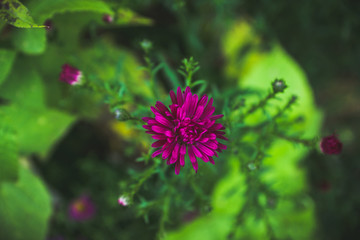 Aster flowers bloom in the garden. Selective focus.
