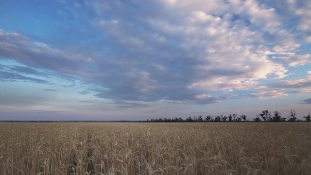 time lapse of wheat field twilight / changing clouds agriculture out of the city
