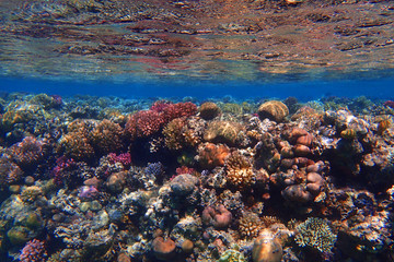 coral reef in Egypt