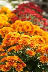 closeup of colorful chrysanthemums at gardening store