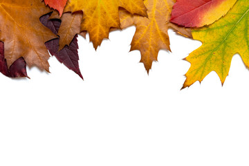 Colorful Autumn Leaves - Isolated On White Background With Copy Space For Your Own Text