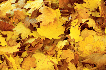 autumn maple leaf on earth / bright autumn background photo in full swing