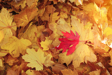 Naklejka na ściany i meble autumn maple leaf on earth / bright autumn background photo in full swing