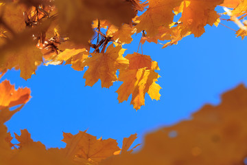 autumn maple leaf on a background of a clear sky / bright background picture autumn in full swing