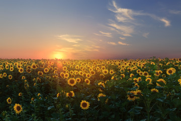 sunflower at sunset / bright sunflower on Vaughan of a beautiful sunset