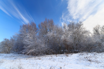 winter forest trees in snow / winter natural beauty is a walk in the woods.