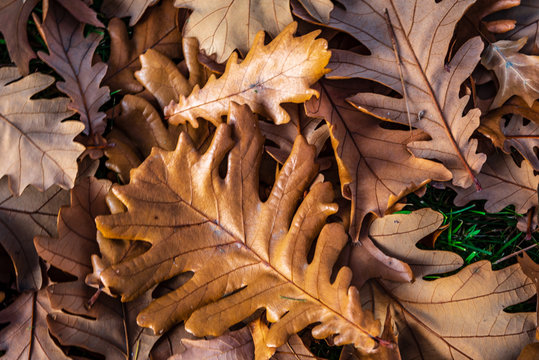 Oak leaves in autumn at Finch Arboretum, Spokane, Washington, USA