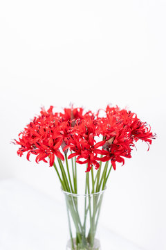 Red blossoms of the Guernsey lily, Nerina bowdenii. A small collection of nerine blooms. genus of plants of the family Amaryllidaceae. The natural range South Africa