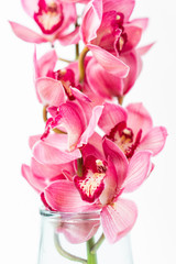 Obraz na płótnie Canvas Beautiful pink blossoms of Cymbidium orchids. Pretty exotic Japanese garden flowers, tropical orchids in full bloom.