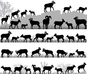 Silhouettes of bighorn sheeps, rams and lambs outdoors