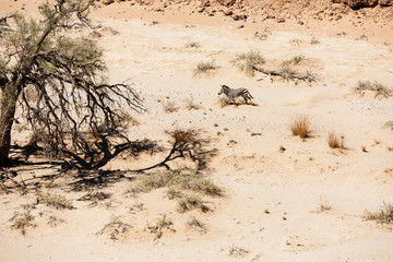 Luftaufnahme, fl&uuml;chtendes Hartmann-Bergzebra (Equus zebra hartmannae) im Tsondab Trockenfluss