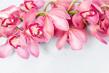 Beautiful pink blossoms of Cymbidium orchids. Pretty exotic Japanese garden flowers, tropical...
