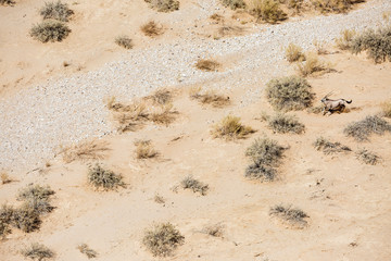 Luftaufnahme, flüchtender Spießbock (Oryx gazella) im Tsondab Trockenfluss