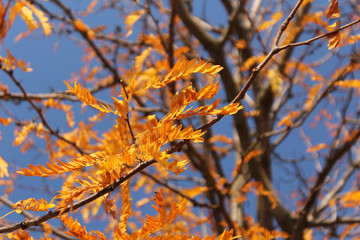 Autumn tree with golden leavves