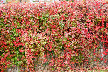 Hedge red leaves pattern