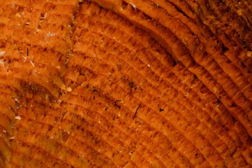 Fototapeta premium Spruce wood texture of the place of a fresh rough break of a fallen fir tree