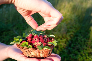 Naklejka na ściany i meble wild strawberry berries are collected in a wicker basket, the basket lies on the palm of the other hand holding one berry
