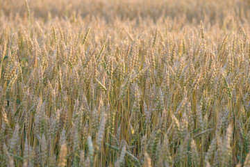 rye field raw photo natural colors
