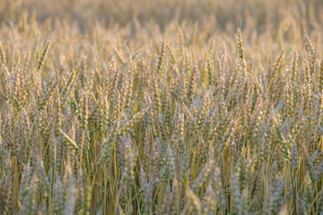 rye growing on the field in the summer before harvest