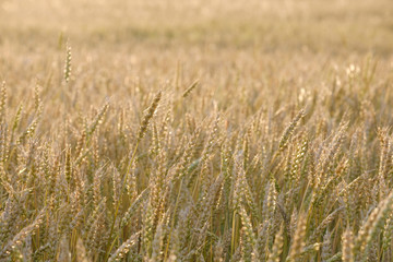 a field of growing wheat in the summer at sunset, natural color