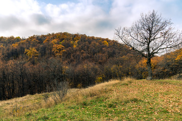 Fototapeta premium A tree with bare branches and a cloudy sky and mountains with autumn forest in the background