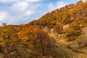 Beautiful landscape - Autumn oak forest on high hills