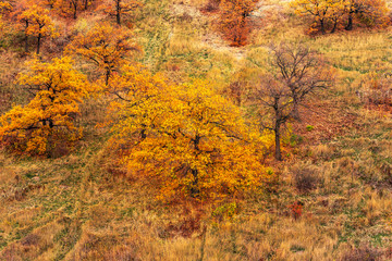Oaks with autumn leaves on the mountainside - beautiful autumn landscape, background