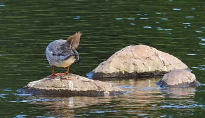merganser on the river bank
